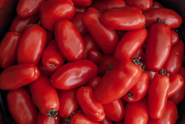 pomodori appena san marzano, gruppo di pomodori adatto per realizzare immagini di sfondo. - plum tomato immagine foto e immagini stock