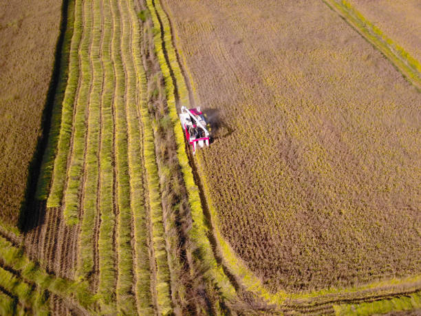 istock Mature rice in the field 1180319226
