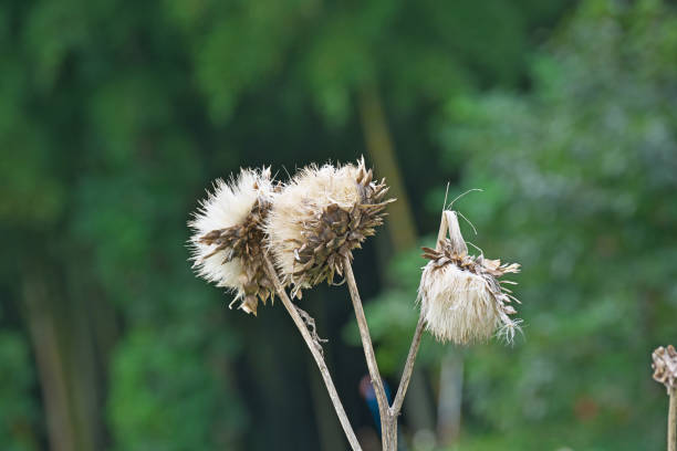 Artichoke after flower