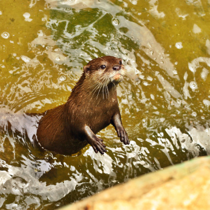 Two standing otter on the water