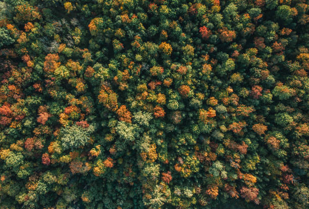 istock Let's fly a drone to better see the autumn 1180324462