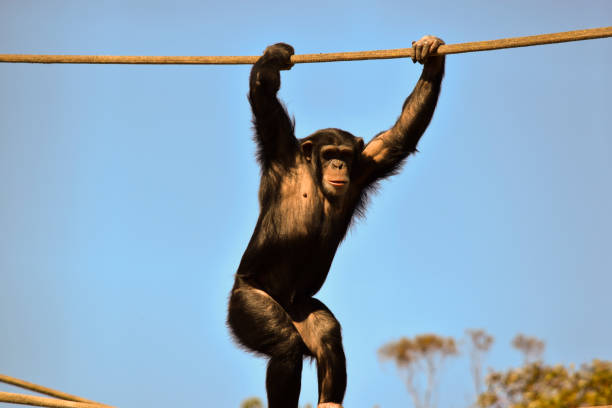 the young chimpanzee is holding the top rope to keep his balance