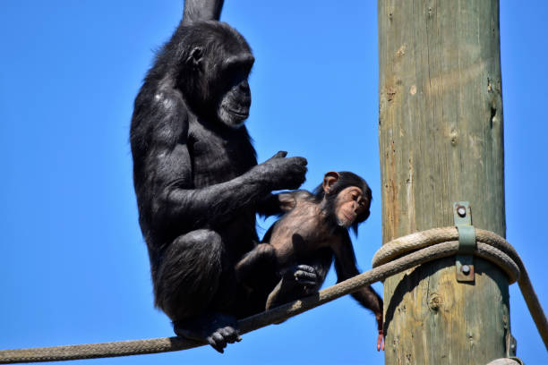 the baby chimpanzee is checking out the rope