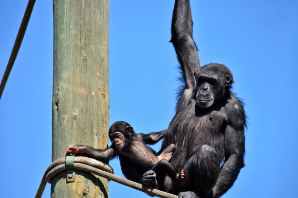 the baby chimpanzee is checking out the rope