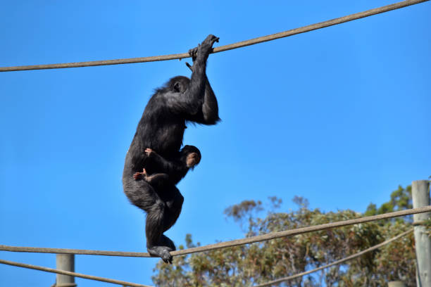 the chimpanzee baby is holding onto its miother