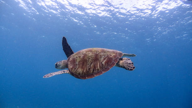 istock Green Sea Turtle at Pagkilatan #4 1180325484