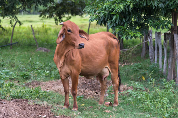 istock Brown cow on farm in Colombia 1180330676