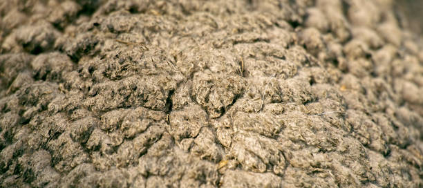 istock Close up to nature sheep's fluffy wool 1180333965