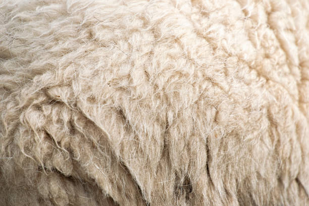 istock Close up to nature sheep's fluffy wool 1180334532