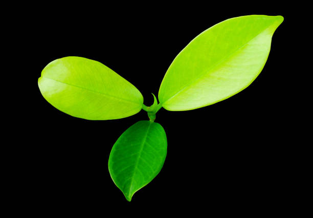 istock Green leaves, ideal leaves, making a background 1180338157