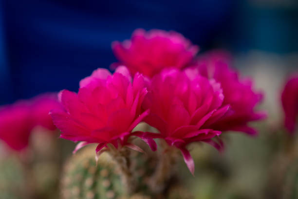 Pink cactus flower blooming in macro shot selective focus.