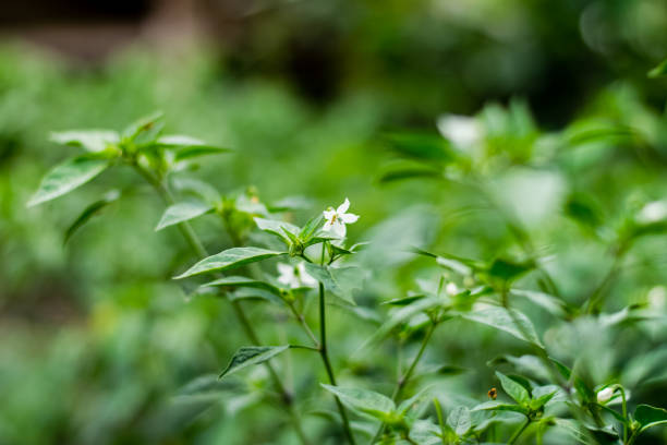 istock White chili flowers and green leaf 1180345691