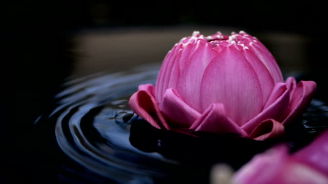 spa zen relaxation with pink waterlily lotus  on water slowmotion flowing , keep and calm meditation , work life balance concept