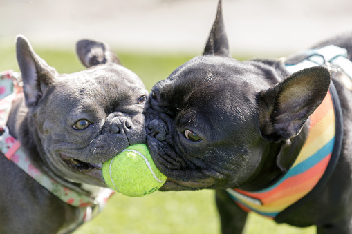 Two French Bulldogs puppies (black and blue) playing with a ball.