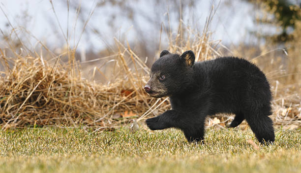 American Black Bear Cub (Ursus americanus) Runs Across Grass stock photo
