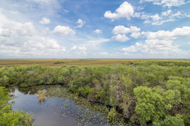 istock Everglades National Park 1180348243