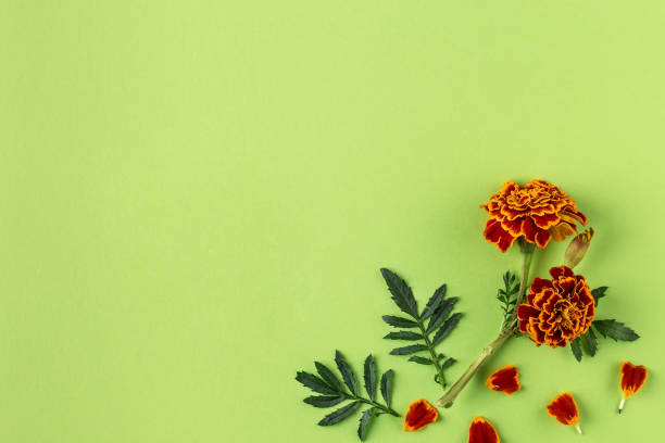 istock Flat lay composition with orange and yellow marigold flowers 1180350297