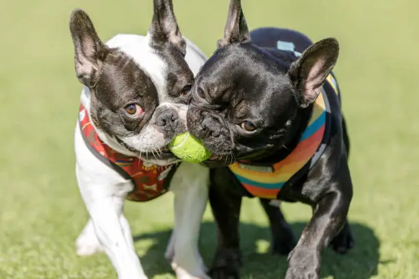 Photo of Two French Bulldogs fighting over a ball