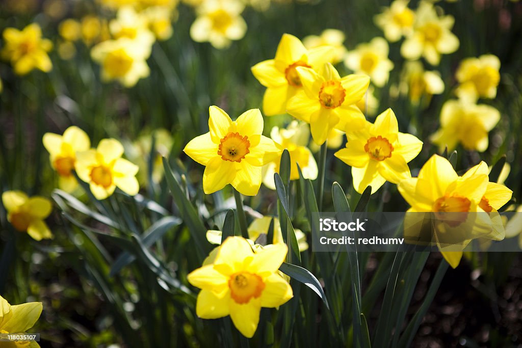 Daffodils - Foto stock royalty-free di Narciso - Liliacee