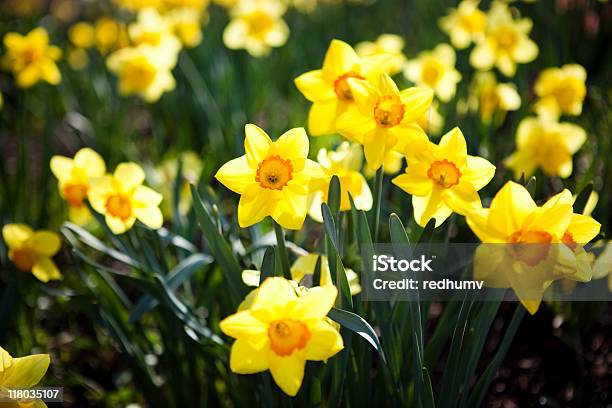 Daffodils - Fotografie stock e altre immagini di Narciso - Liliacee - Narciso - Liliacee, Giorno, Aiuola