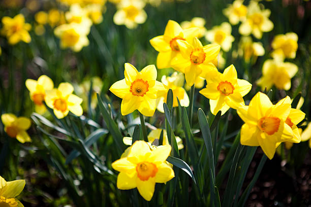 Daffodils stock photo
