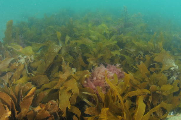 istock Kelp Fronds In Murky Water 1180352960
