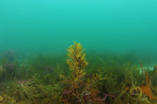 istock Brown Seaweed In Murky Water 1180352971