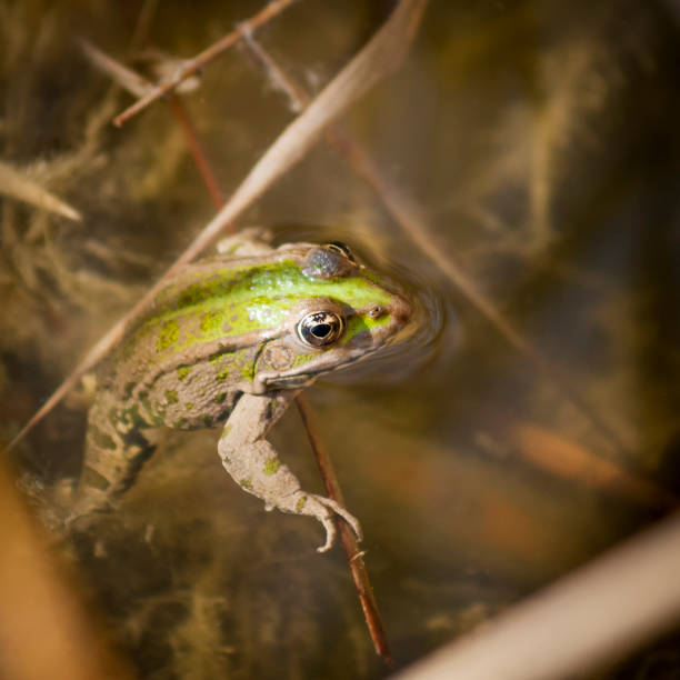 istock frog resting on a stick in water 1180353195