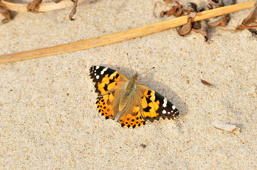 Vanessa cardui is a well-known colourful butterfly, known as the painted lady.