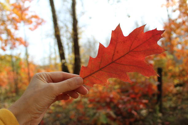 photo of autumn oak leaf in hand. the color is bright red. the fall time of the year. colorful trees in the forest.