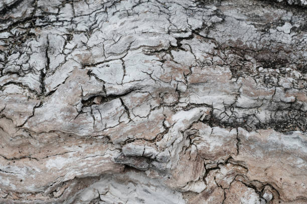 istock Driftwood found at Canadian coast-line 1180358165
