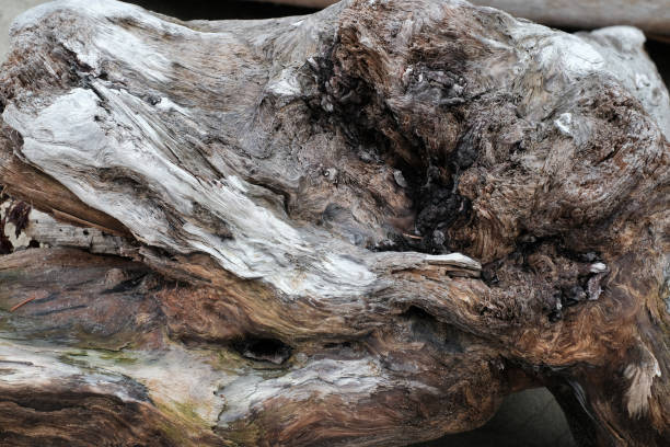istock Driftwood found at Canadian coast-line 1180358356