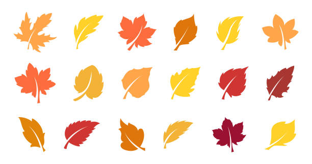 набор осенних листьев - oak leaf leaf maple leaf autumn stock illustrations