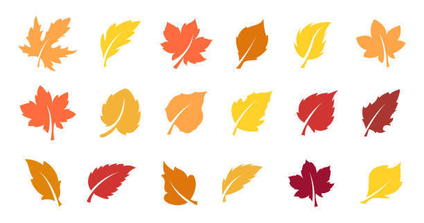 Autumn leaves set Set of yellow leaves. Autumn design element. Vector illustration autumn leaves stock illustrations