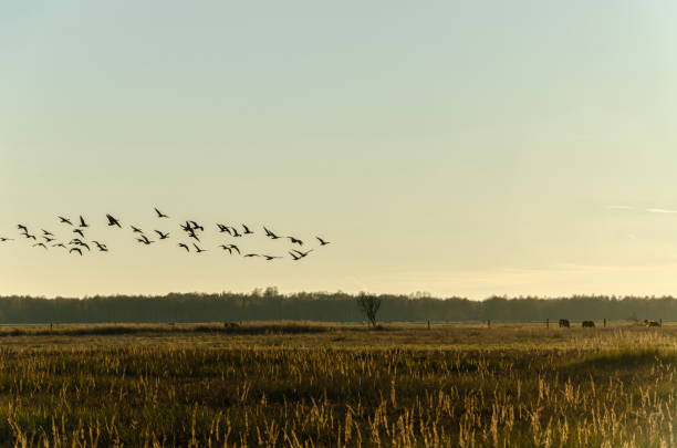 Geese migration Backlit geese flying i V- formation at sunset, over some cattle at Naturcenter Amager, Kalvebod Fælled, a large public natural parkland on Amager Island, Denmark. On the background the forest Pinseskoven. oresund region stock pictures, royalty-free photos & images