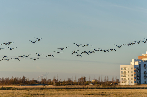 Barnacle geese migration by Ørestad