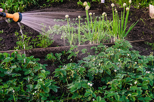 Watering of blossoming garden strawberry using a sprinkler hose nozzle