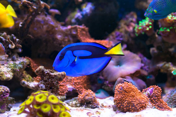 Paracanthurus hepatus, Blue tang in Home Coral reef aquarium. Selective focus Paracanthurus hepatus, Blue tang in Home Coral reef aquarium. Selective focus surgeonfish stock pictures, royalty-free photos & images