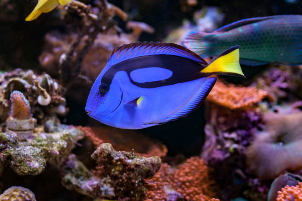 paracanthurus hepatus, blue tang in home coral reef aquarium. selective focus - dory imagens e fotografias de stock