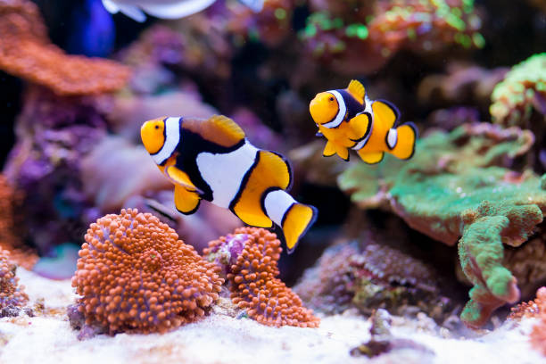 Nemo fish. Amphiprion in Home Coral reef aquarium. Selective focus.