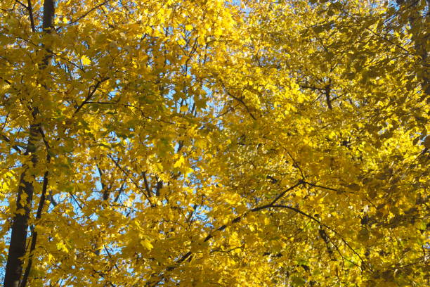 istock Image of tree with autumn yellow and red leaves 1180366852