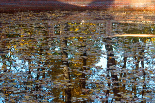 istock Image of an artificial pond with floating fallen leaves and reflected trees 1180366858