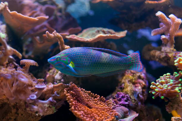 istock Halichoeres melanurus in Home Coral reef aquarium. Selective focus. 1180366859