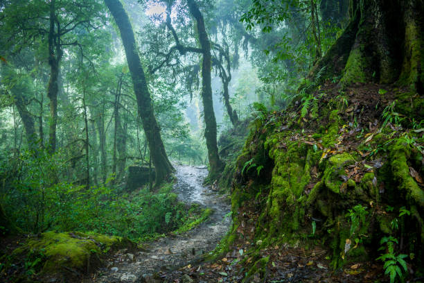 un sentiero attraverso la foresta himalayana - tropical rain forest foto e immagini stock