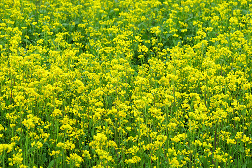 Yellow rape flower background image in Qinghai Province China