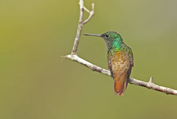 istock Snowy-bellied Hummingbird 1180368234
