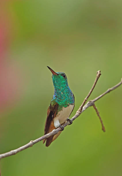 istock Snowy-bellied Hummingbird 1180368351