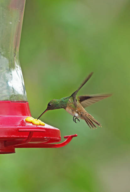 Snowy-bellied Hummingbird