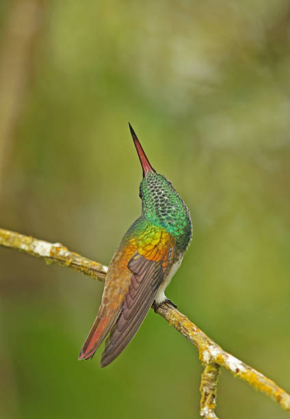 istock Snowy-bellied Hummingbird 1180369023