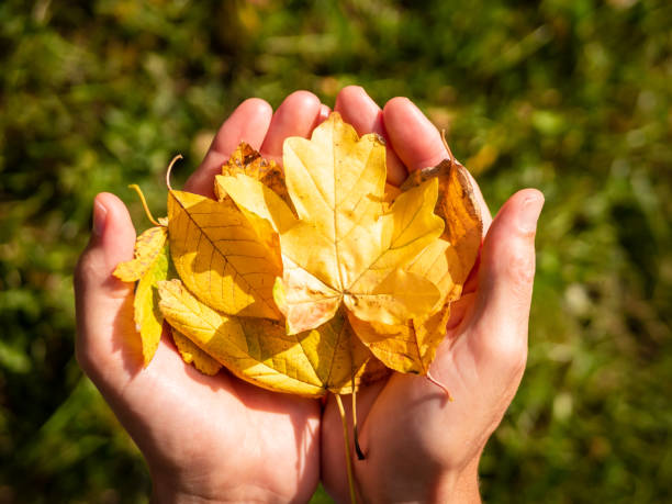 istock Man with yellow autumn leaves in his hands 1180369032
